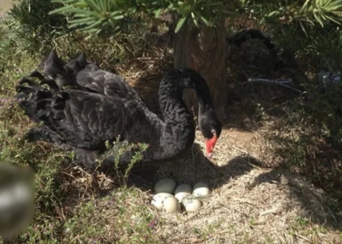 ��쵰�ѷ��غ�������ߡ�