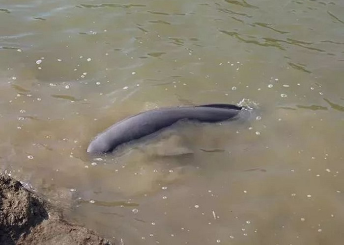 江豚被放回钱塘江后多次搁浅。