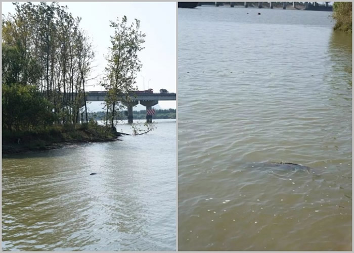 经多次搁搁浅后,江豚成功游回江中,并消失眼前。