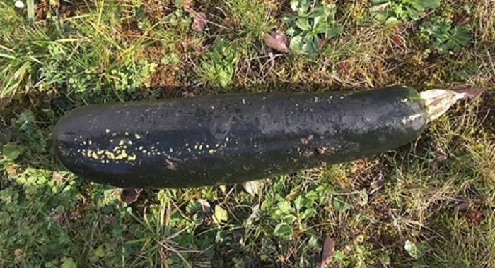 Ȥţ¹̻԰ֶսըԭֻһ