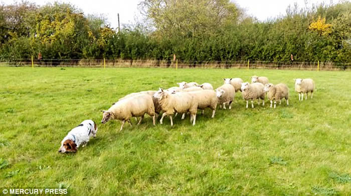 英国巴吉度猎犬在家中后园散步 羊群列队尾随