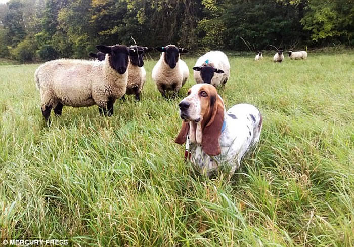 英国巴吉度猎犬在家中后园散步 羊群列队尾随