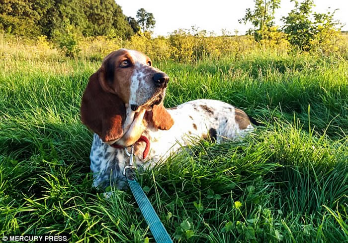 英国巴吉度猎犬在家中后园散步 羊群列队尾随