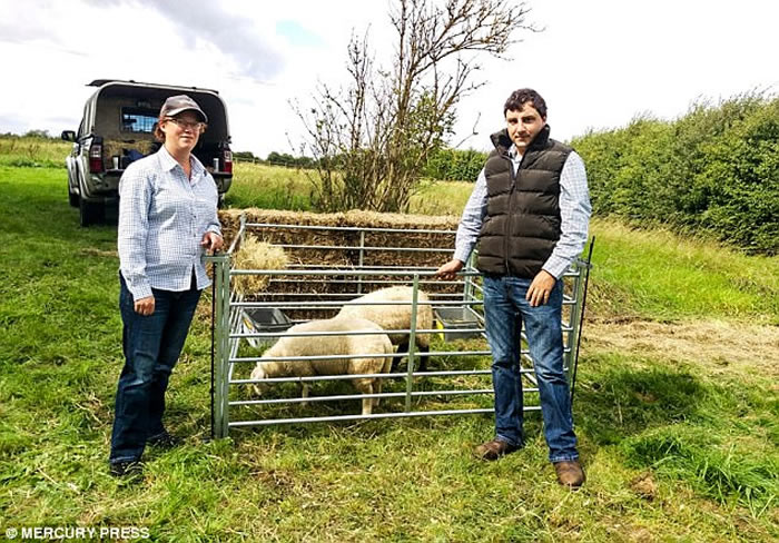 英国巴吉度猎犬在家中后园散步 羊群列队尾随