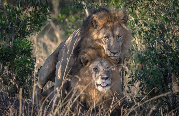 狮子互相依偎,动作亲密。