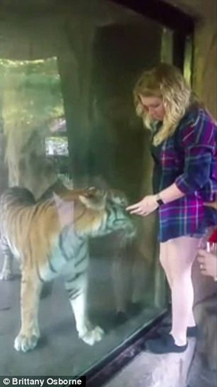 美国印第安纳州动物园老虎母性大发 用头轻抚孕妇腹部