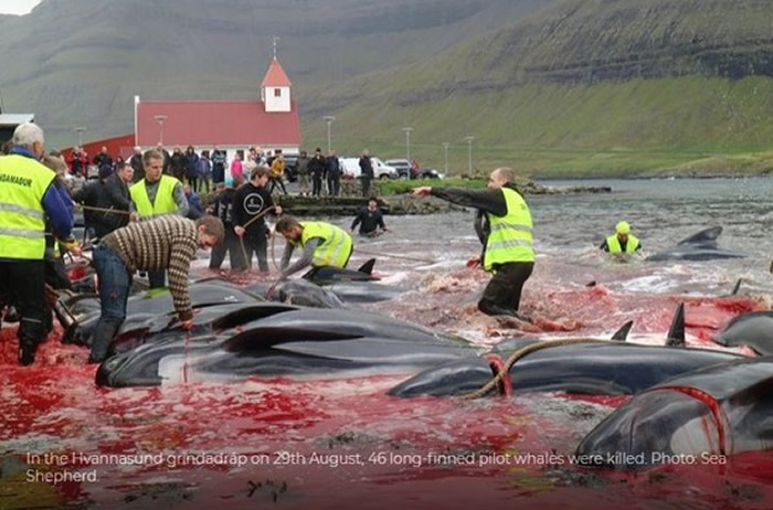 北欧法罗群岛大规模猎杀鲸豚 血染大海屠场