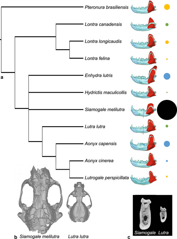 云南昭通水塘坝出土的下颌骨化石显示巨型水獭为600万年前华南湿地沼泽中的“霸主”