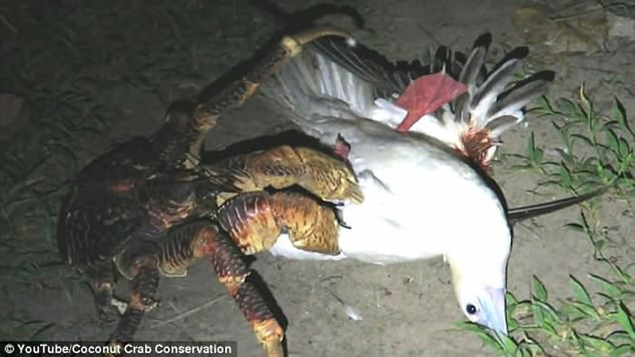 印度洋查戈斯群岛目击到椰子蟹爬到巢穴捕食海鸟