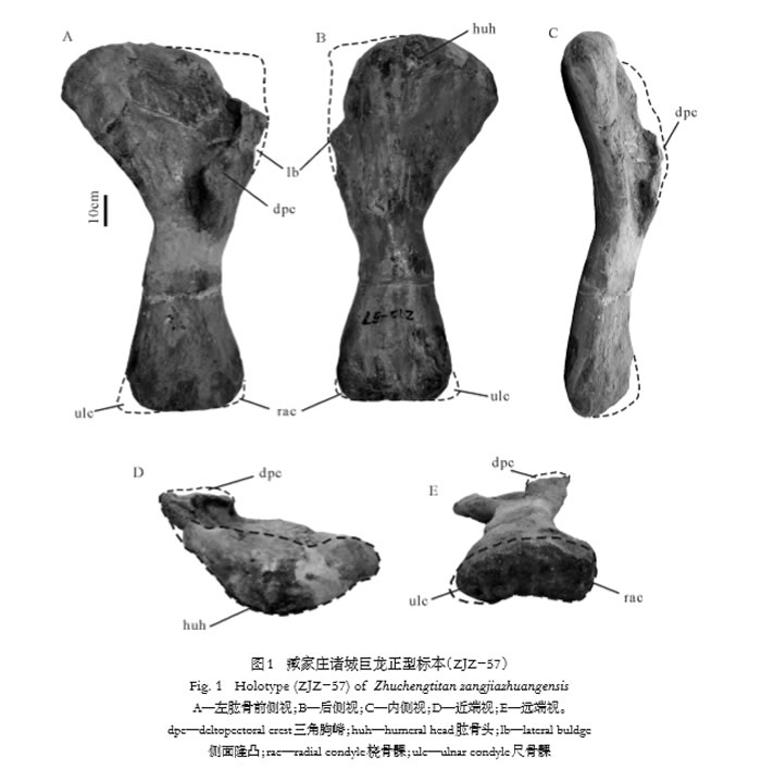 山东晚白垩世一新的巨龙类恐龙——“臧家庄诸城巨龙”