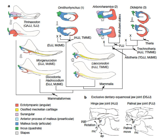 �ж��ڲ��鶯���е�ƽ���ݻ���ë��԰��ͼ��