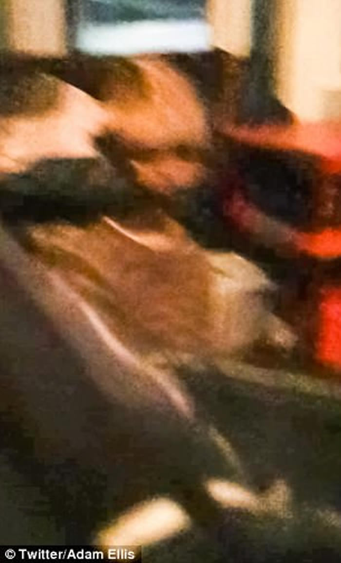 ƱŦԼAdam Ellisϴײ