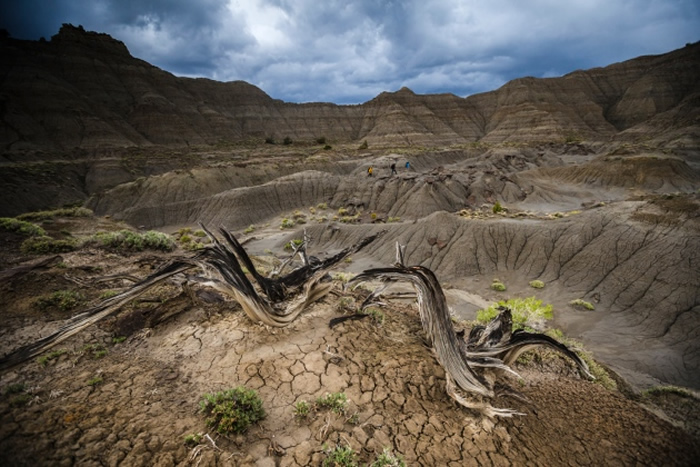 大型草食性恐龙并非任何时候都吃素