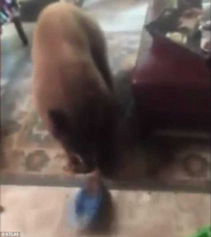 美国加州熊一家闯民宅 偷食猫粮在游泳池畅泳