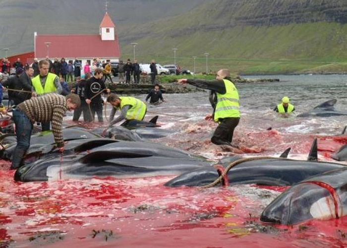 鲸鱼和海豚的尸体染红大海。