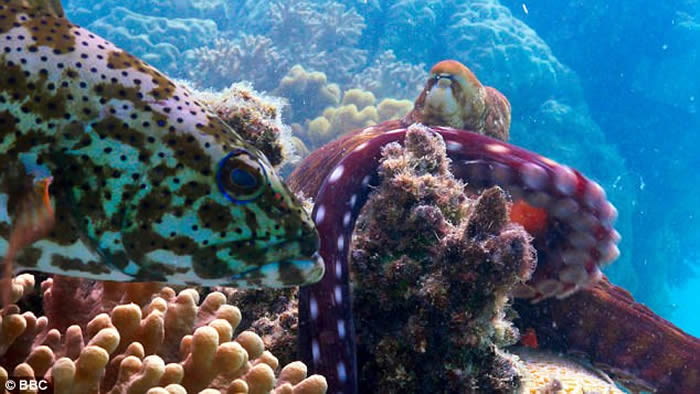 BBC�ڰ��޴󱤽������¼Ƭʱ�״η���ʯ�������צ�������׽�����ɺ���ڵ�����