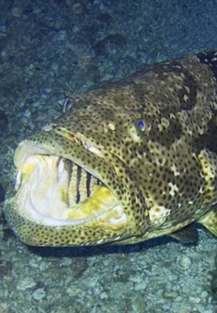 BBC�ڰ��޴󱤽������¼Ƭʱ�״η���ʯ�������צ�������׽�����ɺ���ڵ�����