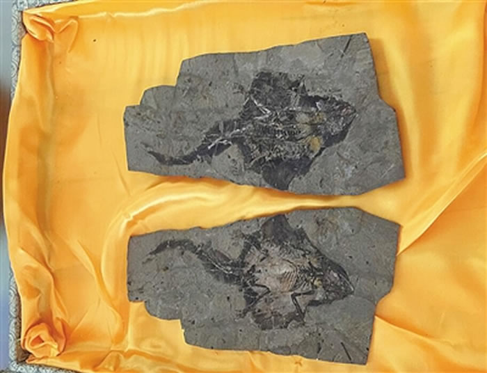 阿霍氏树贼兽化石