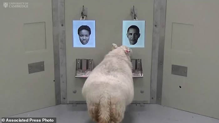 Ӣ�����Ŵ�ѧ���о������������ʶ������