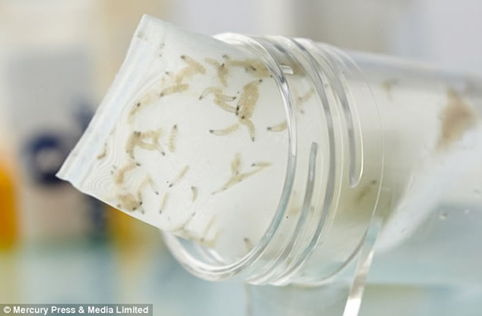 �����Ʒ���Ӣ������˯��ʱ��ů¯�������ظ�Ⱦ ҽʦ������400ֻ���������˿�