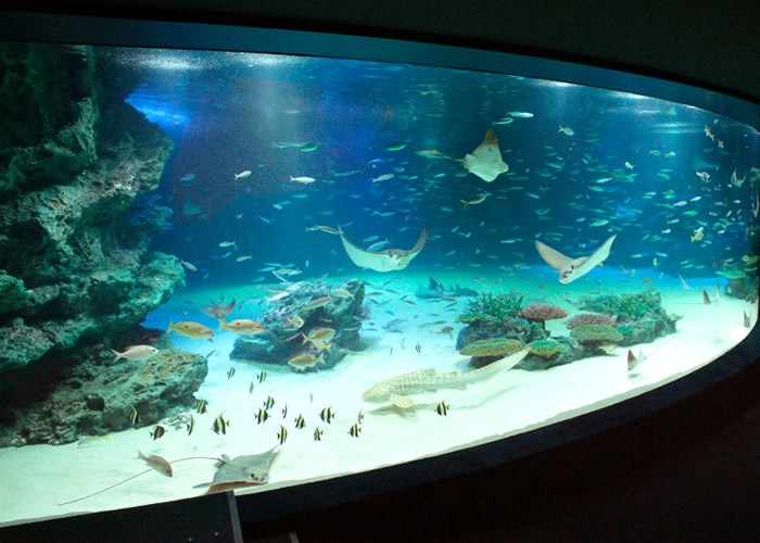 阳光国际水族馆发现大批鱼类死亡。(资料图片)