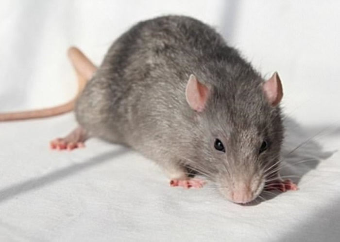 科学家用老鼠做实验基于它们不是人类。