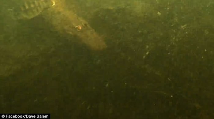 美国佛罗里达州青年大胆跳河 翻看影片惊见巨鳄踪影