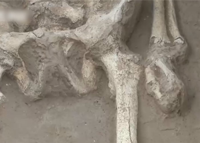 墓主人的左腕被割开。