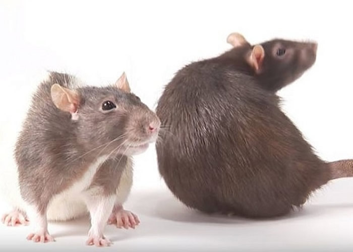 部分实验老鼠注射人类干细胞后能重新步行。