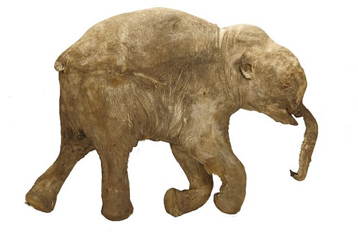 ˹ëLyuba״Ρ̤㡱ϰ ޲չ