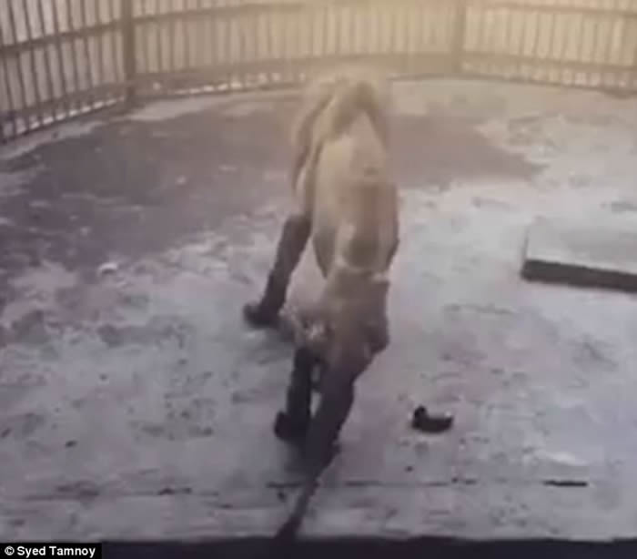 �ϼ�������԰�����ݹ��������ʨ�� ����֮��Juboraj��������վ��