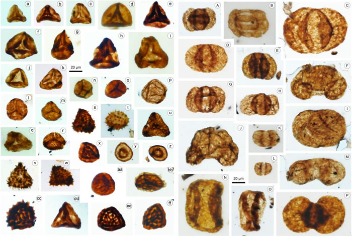 合川地区晚三叠世孢粉植物群中的代表性孢子和花粉化石