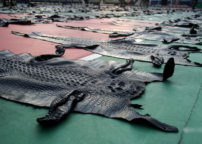 广西防城港查获3批非法运输野生动物及制品 215张极危暹罗鳄鱼皮铺满篮球场