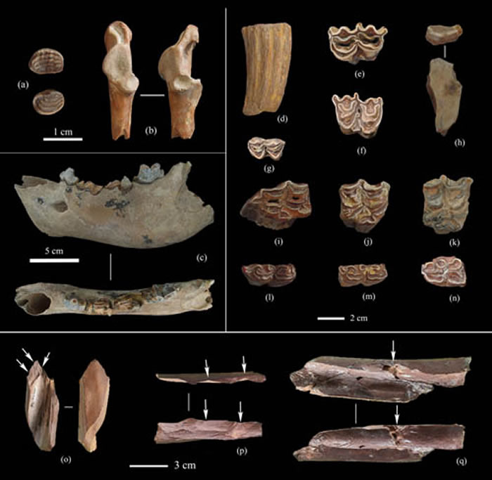 飞梁遗址出土部分动物化石及砍砸痕迹 (裴树文供图)