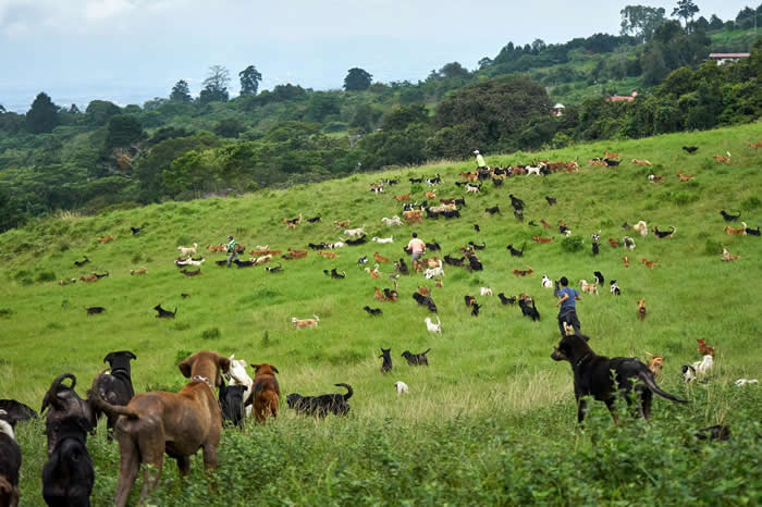 ��ʮֻ���ܹ�������԰���Ĵ�Ƭ���ء�һλ�����ձ��ļ�¼Ƭ�Ŷӳ�Ա��������������ǲ��ݵ�һ�����˻��Ⱥ���׷�� PHOTOGRAPH BY DAN GIANNO