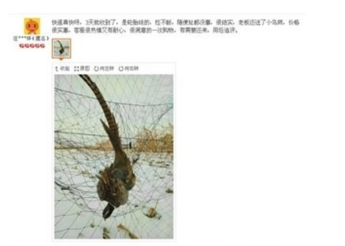 买家晒出用鸟网捕捉朱颈斑鸠,其全身被网缠裹,头部朝向下。