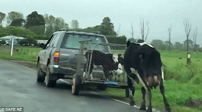 新西兰拯救被剥削动物组织公开令人心碎影片:母牛在马路追着带走其幼儿的车辆