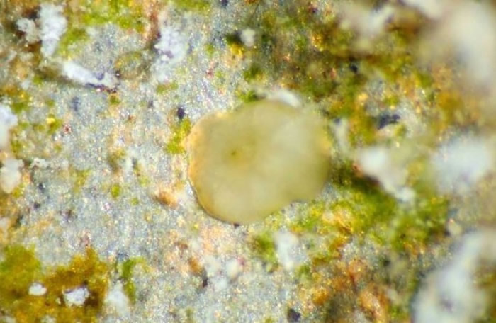 研究人员移植珊瑚幼虫。