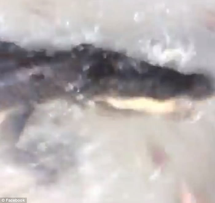 英国观光客到澳洲东北部游玩 被河中突然冒出的鳄鱼狠咬脚