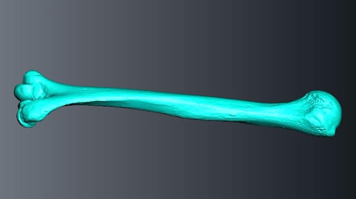 骨骼显示史前妇女在农业到来时从事着高强度的体力劳动