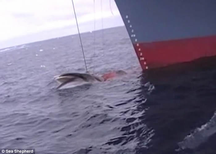 怕日本生气 澳洲拍摄的渔民在南冰洋血腥捕鲸影片被删除