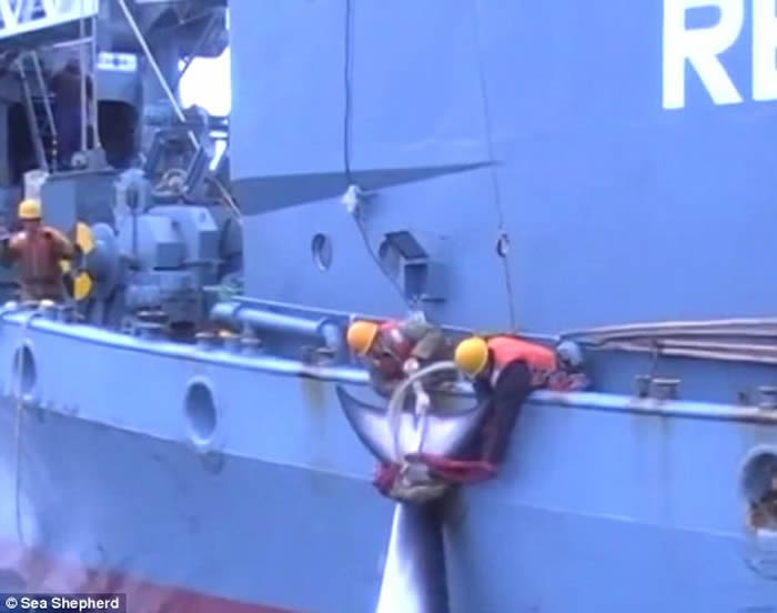 怕日本生气 澳洲拍摄的渔民在南冰洋血腥捕鲸影片被删除