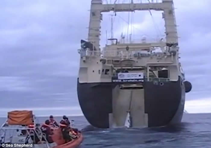 怕日本生气 澳洲拍摄的渔民在南冰洋血腥捕鲸影片被删除