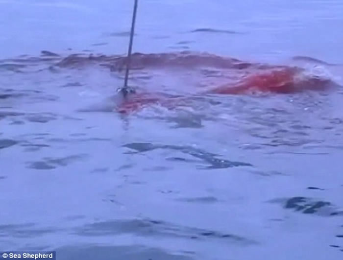 怕日本生气 澳洲拍摄的渔民在南冰洋血腥捕鲸影片被删除