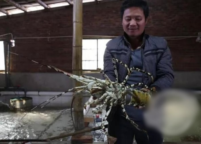 渔民兴奋地与中华锦绣龙虾合照。