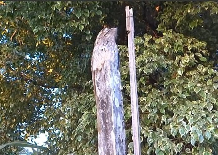 ڷɫĿľϣԭվһֻͨ𷡣