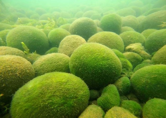 阿寒湖绿球藻的栖息地将开放予公众参观。
