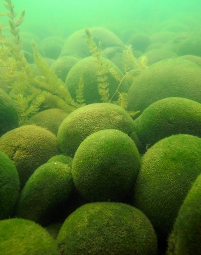 阿寒湖绿球藻获列为国家天然纪念物。