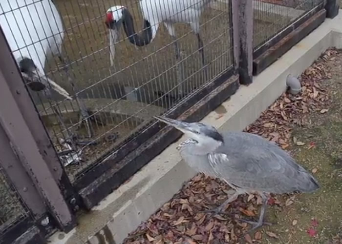 �����״�դ���ڣ�����������ݸ�Ұ�����ء�