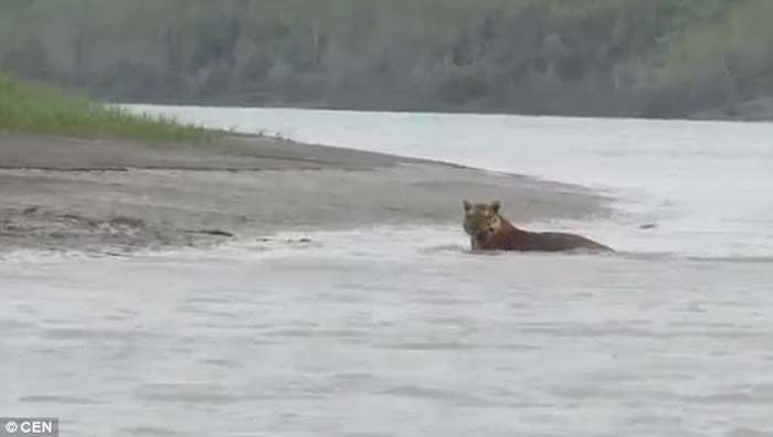 印度西孟加拉邦国家公园游客拍下罕见一幕:怀孕孟加拉虎河中浸浴
